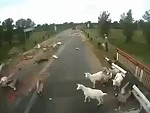 Absolute Fuckhead Destroys A Herd Of Goats
