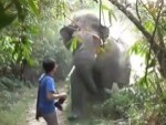 Absolute Idiot Tourist Gets Up Close With A Wild Elephant
