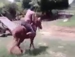 At Least The Horse Didn't Get Hurt
