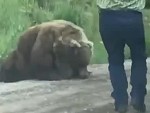 Bear Is Hurt
