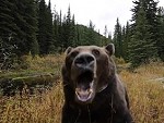 Bear Release Is A Little Bit Terrifying

