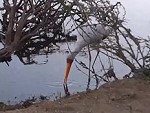 Bird Attacked By A Scary Crocodile
