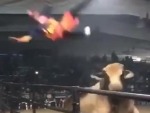 Bull Just Starts Smashing Cunts
