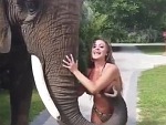 Cannot Blame The Elephant
