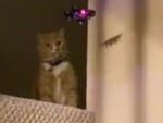 Cat Doesn't Like Your Drone
