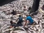 Commercial Fishermen Hit The Motherlode
