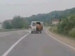 Cow Decides To Bail Out
