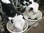 Cow Doesn't Give A Fuck
