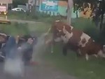 Cows Have Right Of Way
