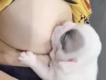 Creeped Out Watching This Puppy Breastfeed
