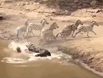 Croc Does Some Watering Hole Zebra Hunting
