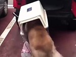 Dog Is Determined To Get In Its Crate
