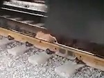 Dog On The Tracks Under A Train Is Not Going To End Well
