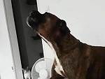 Dog Reacts To A Passing Siren
