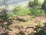 Dog Tries To Scare Off A Croc With A Traumatic Ending
