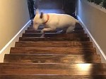 Dog Vs Stairs: Who Will Win?
