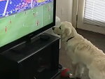 Dogs Brain Can't Process The TV
