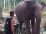 Elephant Thinks You're A Dick
