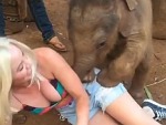 Elephants Love Blondes
