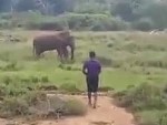 Elephant Stomps A Guy Who Totally Deserves It
