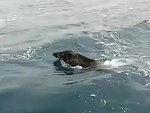 Fishermen Find A Wild Boar Out At Sea
