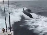 Fishermen Get A Visit From Some Orcas
