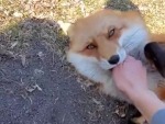 Fox Does A Runner With Her Phone
