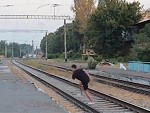 Fucktard Jumps Under A Train For Likes
