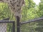 Giraffes Are Gay As Fuck
