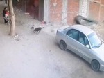 Good Guy Cat Saves A Kid From A Dog
