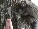 Good Guy Returns A Baby Monkey To Its Mum
