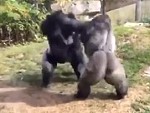 Gorilla Warfare
