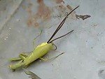 Grasshopper Has Been Overtaken By A Parasite WTFFFFFF
