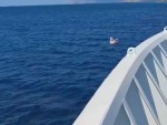 Greek Ferry Finds Makes A Rescue
