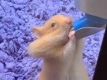 Hamsters Have Many Talents
