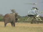 Helicopter Trying To Herd An Elephant
