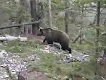 Hikers Encounter A Grizzly Bear And Bricks Are Shat
