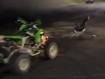 Hilariously Runover By His Own Quad
