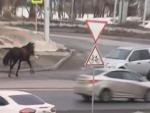 Horse Decides That's Enough Racing For Today
