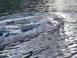 Huge Croc Swimming Along With A Boat Wow!
