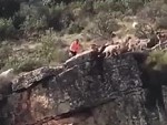 Hunting Dogs Fall Off A Cliff Bringing Down A Deer
