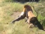Idiot Pays The Price For Going In A Lion Enclosure
