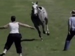 Ineffective Way To Stop A Horse
