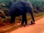 Inexplicably Refuses To Move After An Elephant Attack
