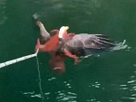 Isn't Every Day You Rescue An Eagle From An Octopus
