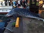 Jap Fishermen Return A Whale Shark To The Water With A Forklift

