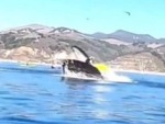 Kayaker Avoids Absolute Certain Whale Death
