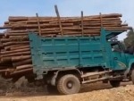 Logging Truck Was Perhaps A Bit Overloaded
