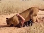 Man Has A Special Bond With This Lion
