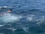 Maniac Goes Swimming With A Huge Shark
